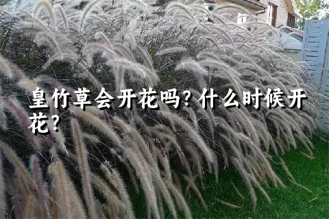 皇竹草会开花吗？什么时候开花？