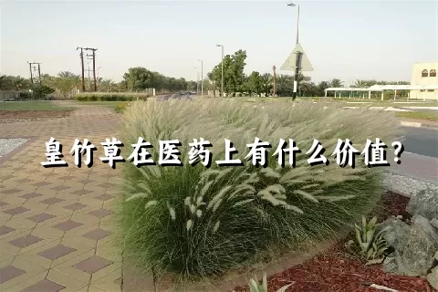 皇竹草在医药上有什么价值？