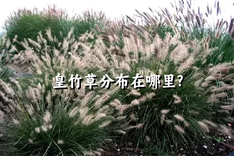 皇竹草分布在哪里?