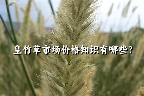 皇竹草市场价格知识有哪些？