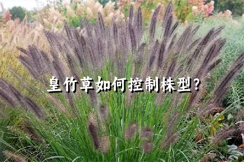 皇竹草如何控制株型？