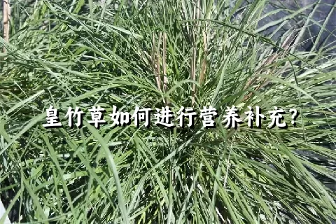 皇竹草如何进行营养补充？