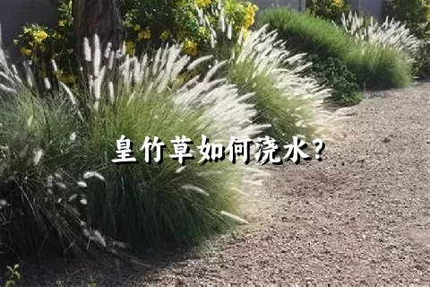 皇竹草如何浇水？