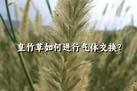 皇竹草如何进行气体交换？