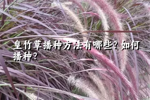 皇竹草播种方法有哪些？如何播种？