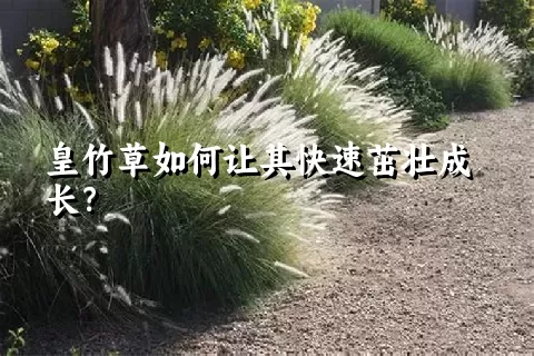 皇竹草如何让其快速茁壮成长？