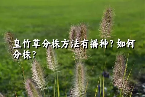 皇竹草分株方法有播种？如何分株？