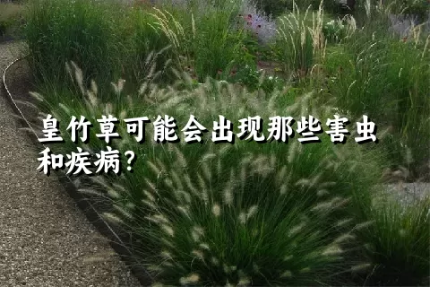 皇竹草可能会出现那些害虫和疾病？