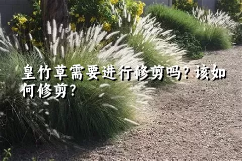 皇竹草需要进行修剪吗？该如何修剪？