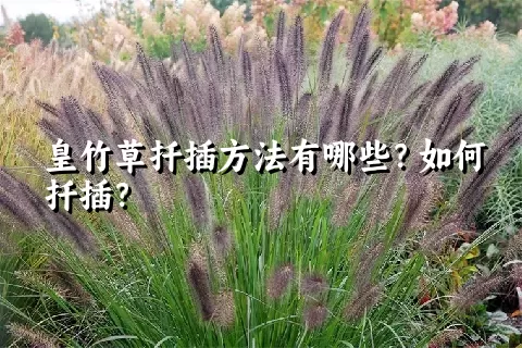 皇竹草扦插方法有哪些？如何扦插？