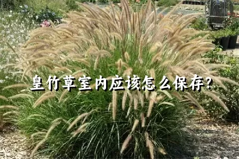 皇竹草室内应该怎么保存？