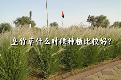 皇竹草什么时候种植比较好？