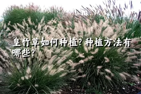 皇竹草如何种植？种植方法有哪些？