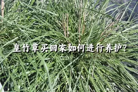 皇竹草买回家如何进行养护？