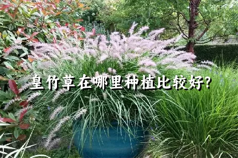 皇竹草在哪里种植比较好？