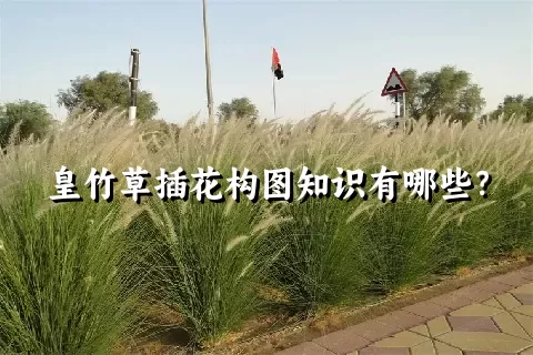 皇竹草插花构图知识有哪些？