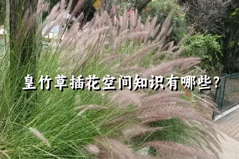 皇竹草插花空间知识有哪些？