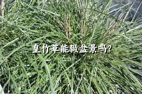 皇竹草能做盆景吗？