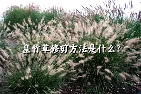 皇竹草修剪方法是什么？