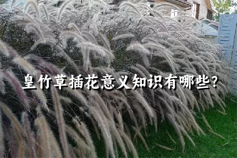 皇竹草插花意义知识有哪些？