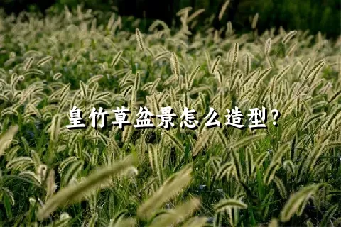 皇竹草盆景怎么造型？