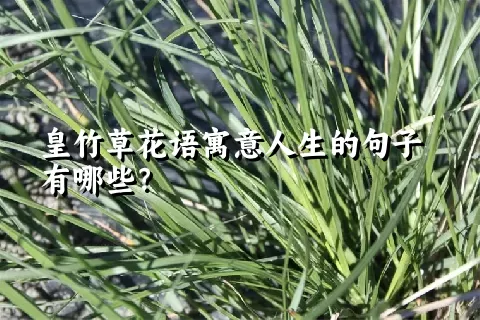 皇竹草花语寓意人生的句子有哪些？