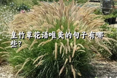 皇竹草花语唯美的句子有哪些？