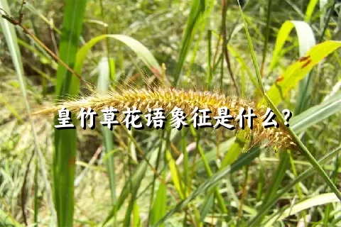 皇竹草花语象征是什么？