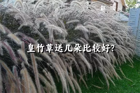 皇竹草送几朵比较好？