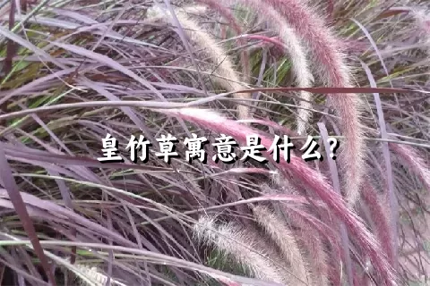 皇竹草寓意是什么？