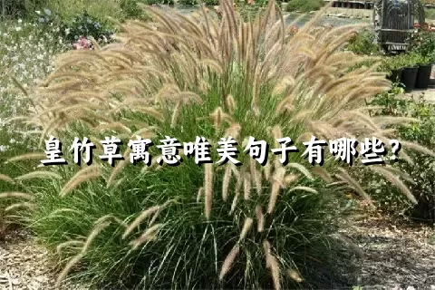 皇竹草寓意唯美句子有哪些？