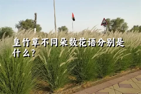 皇竹草不同朵数花语分别是什么？