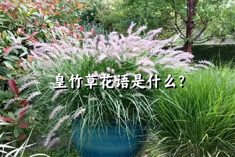 皇竹草花语是什么？