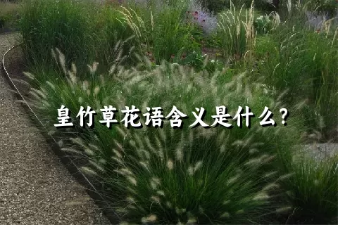 皇竹草花语含义是什么？