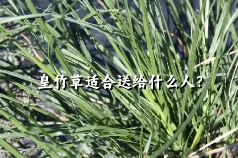 皇竹草适合送给什么人？