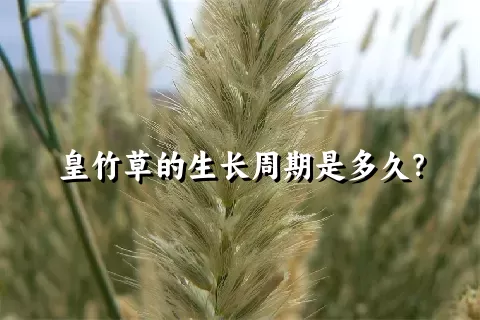 皇竹草的生长周期是多久？