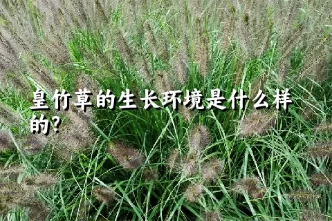 皇竹草的生长环境是什么样的？