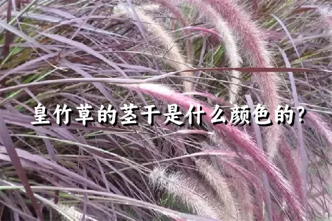 皇竹草的茎干是什么颜色的？