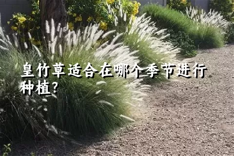 皇竹草适合在哪个季节进行种植？