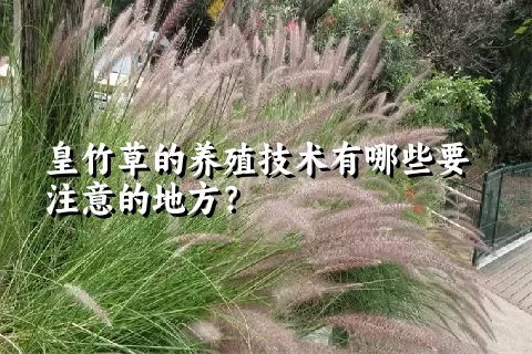 皇竹草的养殖技术有哪些要注意的地方？