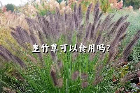 皇竹草可以食用吗？