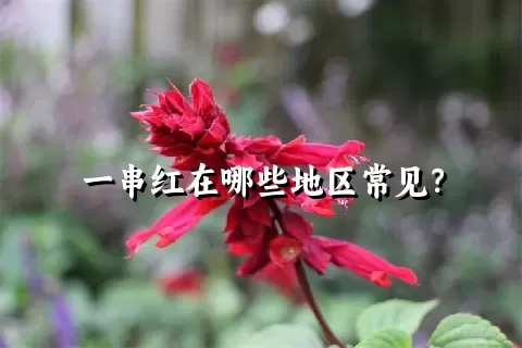 一串红在哪些地区常见？