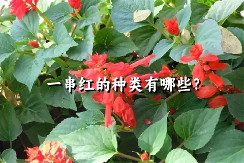 一串红的种类有哪些？