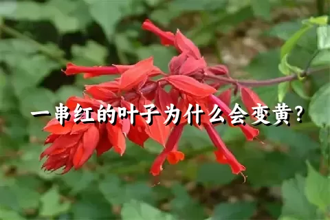 一串红的叶子为什么会变黄？