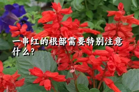 一串红的根部需要特别注意什么？