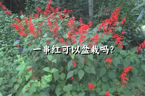 一串红可以盆栽吗？