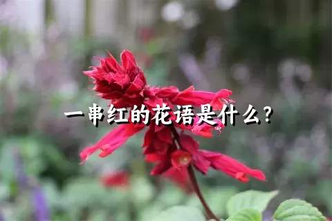 一串红的花语是什么？