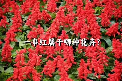 一串红属于哪种花卉？