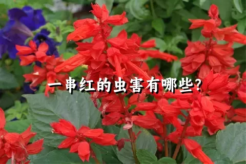 一串红的虫害有哪些？