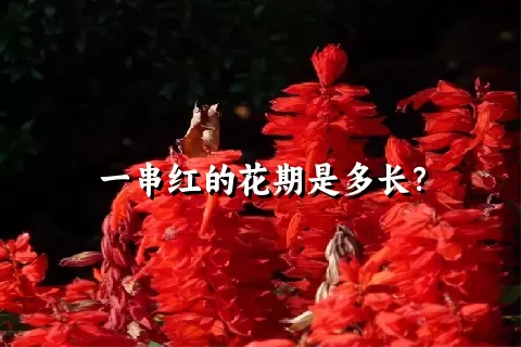 一串红的花期是多长？